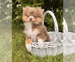 Small #3 Pomeranian