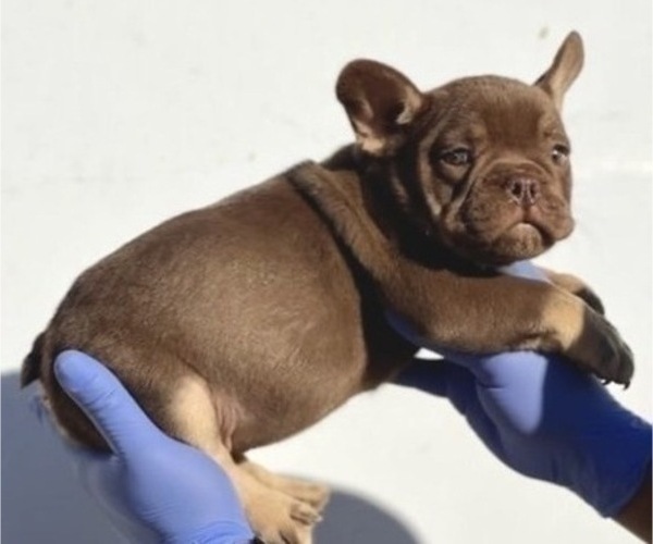 Medium Photo #3 French Bulldog Puppy For Sale in LOUISVILLE, KY, USA