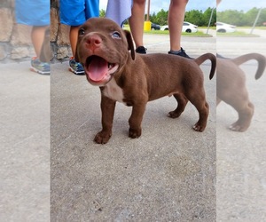 American Pit Bull Terrier Puppy for sale in LAKE WORTH, FL, USA