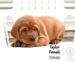 Small #2 Labrador Retriever