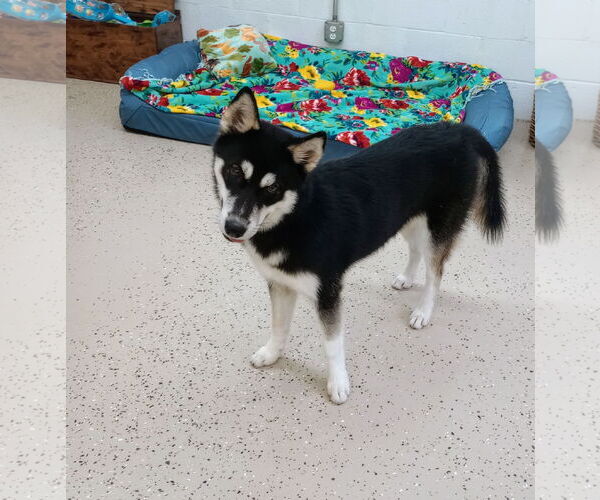 Medium Photo #8 - Mix Puppy For Sale in York, SC, USA