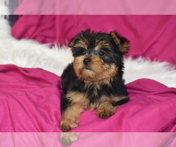Medium Photo #3 Yorkshire Terrier Puppy For Sale in ELDORADO, OH, USA
