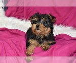 Small #2 Yorkshire Terrier