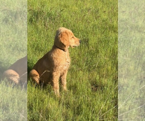 Medium Photo #1 Golden Retriever Puppy For Sale in GARDEN VALLEY, CA, USA