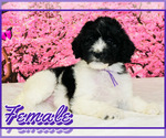 Small Photo #4 Poodle (Standard) Puppy For Sale in BURNS, TN, USA