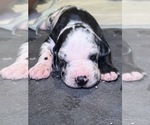 Small Photo #25 Great Dane Puppy For Sale in GASTONIA, NC, USA