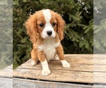 Image preview for Ad Listing. Nickname: Annie