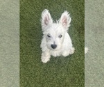 Small #2 West Highland White Terrier