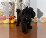BichPoo puppies - Male Bichpoo Puppy for Sale - Photo #29