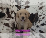 Puppy Pink Female Golden Retriever