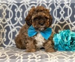 Small Photo #7 Havashu-Poodle (Miniature) Mix Puppy For Sale in LAKELAND, FL, USA