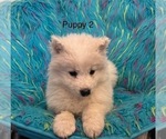 Small #1 Samoyed