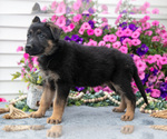 Small #1 German Shepherd Dog