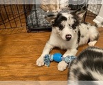 Small Photo #15 Border Collie Puppy For Sale in CHULA VISTA, CA, USA