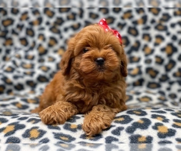 Medium Photo #5 Cavapoo Puppy For Sale in LAKELAND, FL, USA