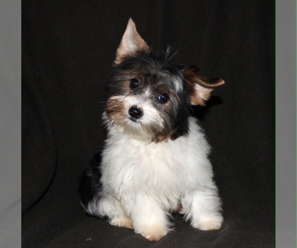 Medium Photo #1 Morkie Puppy For Sale in CASSVILLE, MO, USA