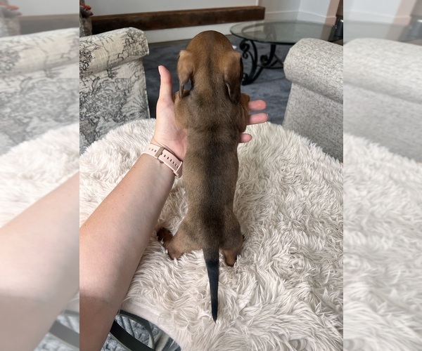 Medium Photo #5 Dachshund Puppy For Sale in BELDING, MI, USA