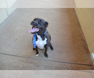 American Pit Bull Terrier-Unknown Mix Dogs for adoption in McKinney, TX, USA