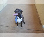 Small American Pit Bull Terrier Mix