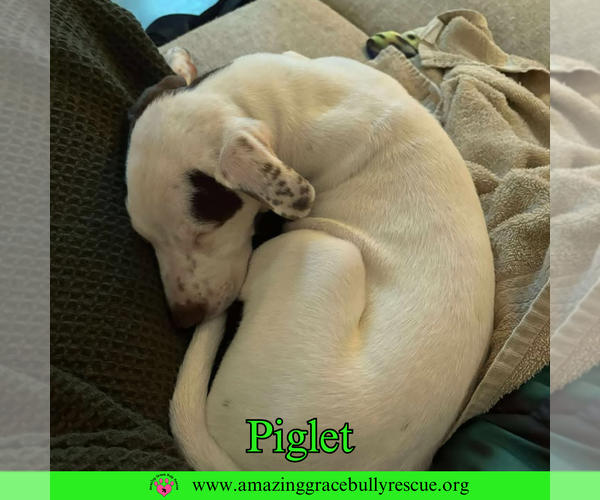 Medium Photo #15 Jack Russell Terrier-Unknown Mix Puppy For Sale in Pensacola, FL, USA