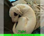 Small #14 Jack Russell Terrier Mix