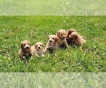 Small Photo #1 Goldendoodle (Miniature) Puppy For Sale in REED CITY, MI, USA