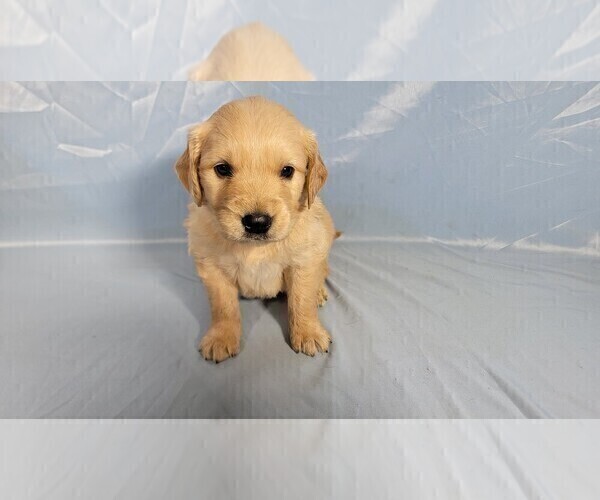 Medium Photo #26 Golden Retriever Puppy For Sale in BLACK FOREST, CO, USA