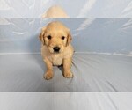Small #4 Golden Retriever