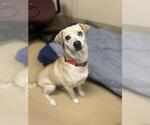 Small Mutt
