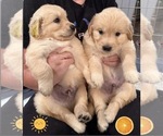 Small #1 Golden Retriever