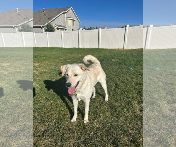 Medium Photo #9 Labrador Retriever-Retriever  Mix Puppy For Sale in Sandy, UT, USA
