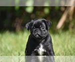 Scooby - Male Pug Puppy for Sale - Photo #3