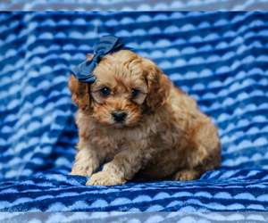 Cavapoo Puppy for sale in LIBERTY, KY, USA