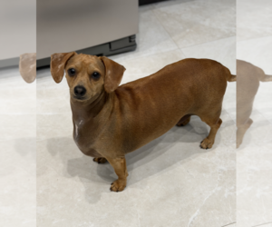 Dachshund Dogs for adoption in Weston, FL, USA