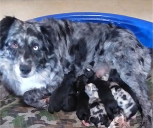 Mother of the Australian Shepherd puppies born on 02/27/2023