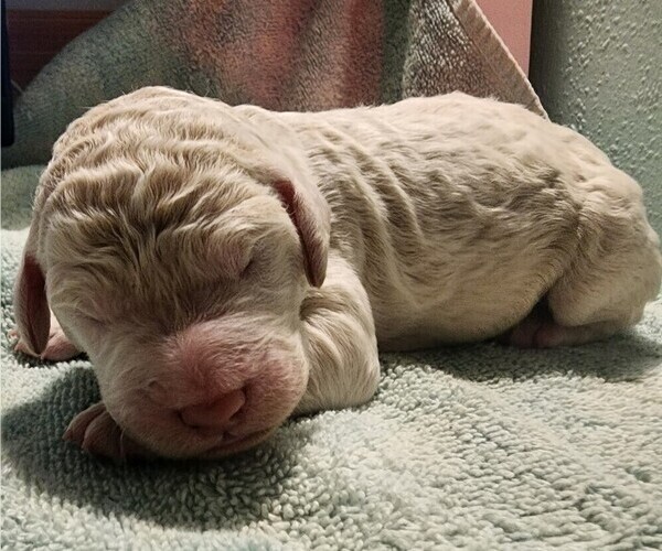 Medium Photo #56 Poodle (Standard) Puppy For Sale in CLAYTON, WA, USA