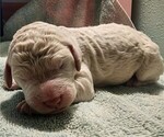 Small Photo #56 Poodle (Standard) Puppy For Sale in CLAYTON, WA, USA