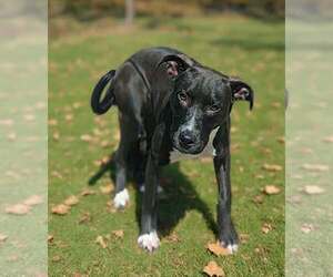 Lucy 26/569 - Female Mutt Dog for Adoption - Photo #10