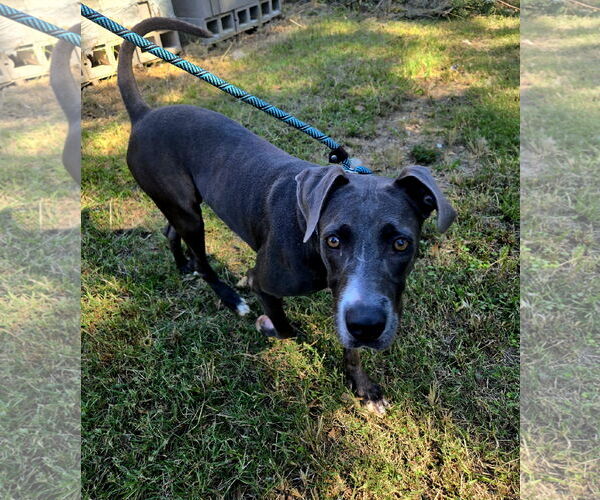 Medium Photo #1 Labrador Retriever-Unknown Mix Puppy For Sale in Jackson, MS, USA