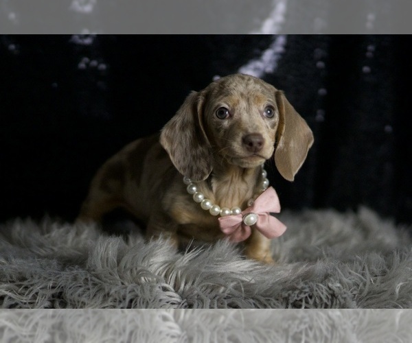 Medium Photo #5 Dachshund Puppy For Sale in WARSAW, IN, USA