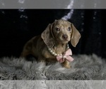 Small #4 Dachshund