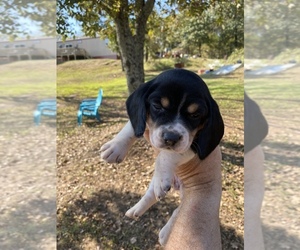 Beagle Puppy for sale in WEWOKA, OK, USA