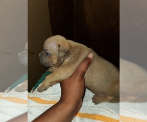 American Bully Mikelands  Puppy for sale in MILLVILLE, NJ, USA