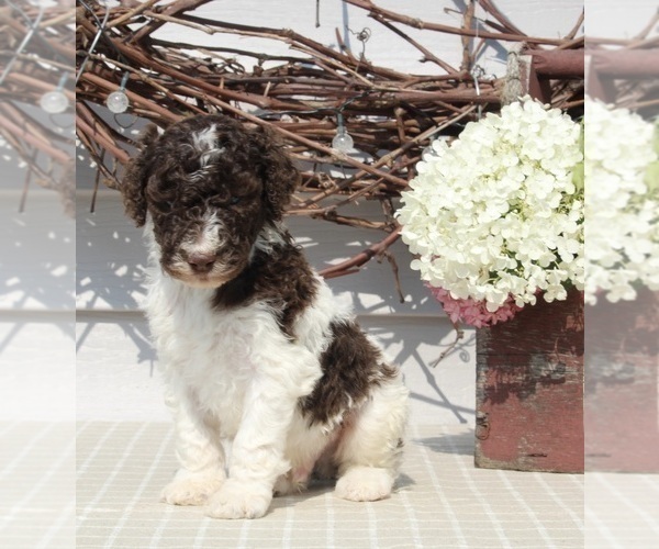 Medium Photo #3 Poodle (Standard) Puppy For Sale in SUGARCREEK, OH, USA