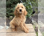 Jace - Male Cockapoo (Miniature) Puppy for Sale - Photo #2