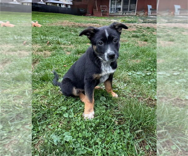 Medium Photo #4 Mutt Puppy For Sale in Springdale, PA, USA