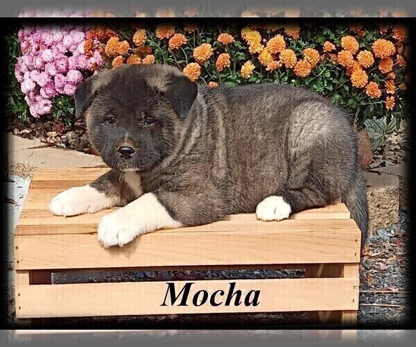 Medium Photo #6 Akita Puppy For Sale in MOUNT SIDNEY, VA, USA