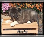 Small Photo #6 Akita Puppy For Sale in MOUNT SIDNEY, VA, USA