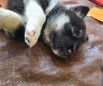Puppy 4 German Shepherd Dog-Siberian Husky Mix