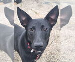 Small #1 Mutt